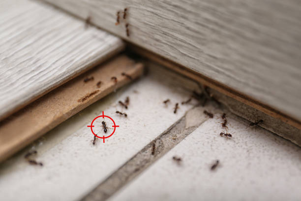 Best Bed Bug Extermination  in Sellersville, PA