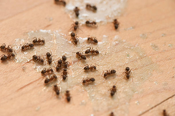 Pest Control Cost in Sellersville, PA